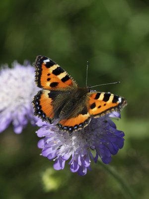 Hei, aikuinen! Eivät kaikki ötökät edes ole ällöjä. Esimerkiksi nokkosperhonen on tosi sievä.