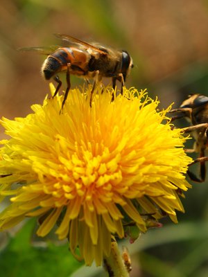 Ampiaisen pisto voi aiheuttaa herkimmille voimakkaan allergisen reaktion.