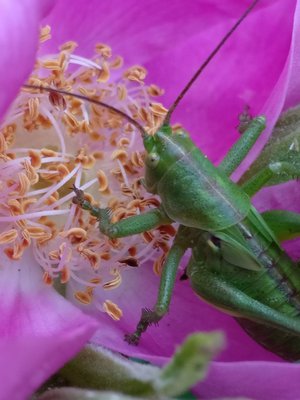 "Heinäkuussa heinäsirkka ruusussa istuskeli." Kuva: <span class="photographer">Lena Veronika Isabel</span>