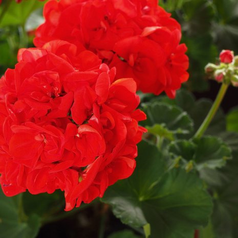 Perinteiset punaiset pelargonit ovat kestävimmästä päästä. Oikealla hoidolla ja kukkien nyppimisellä kaikenväriset kukoistavat!
