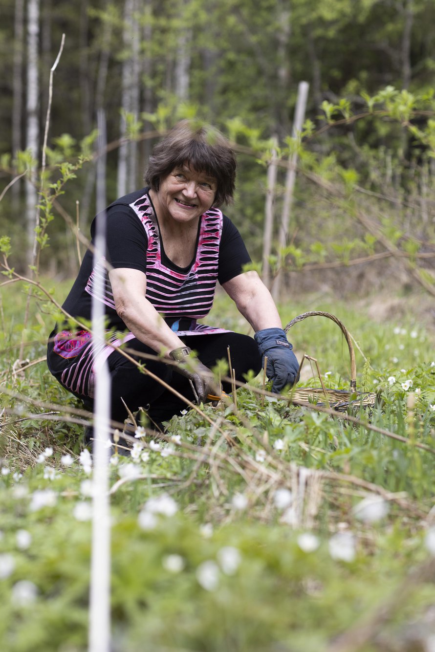 ”Ajattelin, että mitä tahansa maailmassa tapahtuukin, minulla on täällä kaikki. Luonto tarjoaa paljon syömistä, kun sen osaa hakea”, Marketta Horn sanoo.