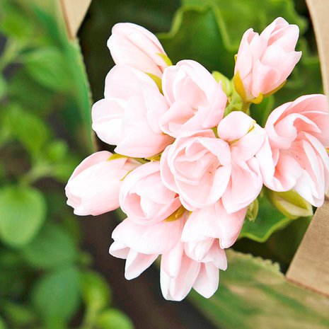 Tulppaanipelargoni on kaunis pienikukkainen tulppaanilajike.