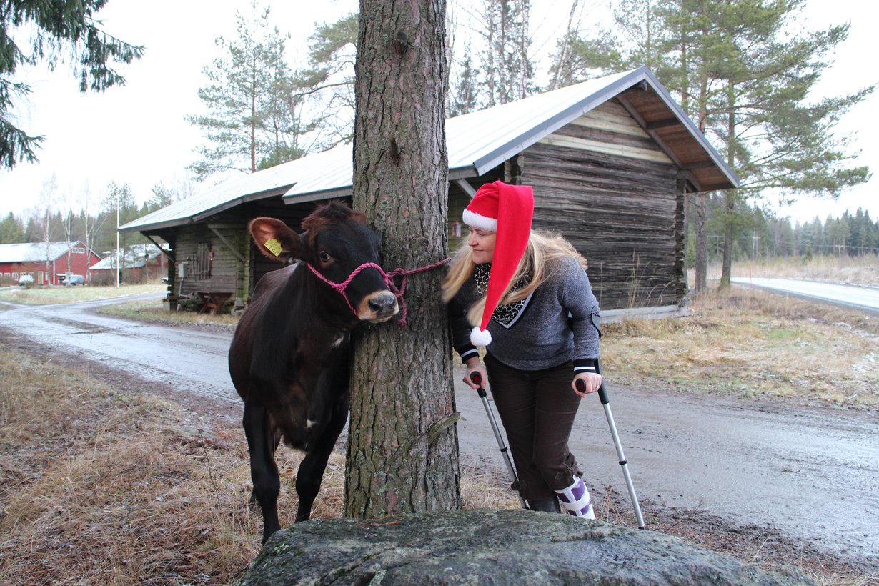 Mathilda-hieho odottaa maanviljelijän vaimon kanssa joulun tuloa, emäntä jalka kipsissä.