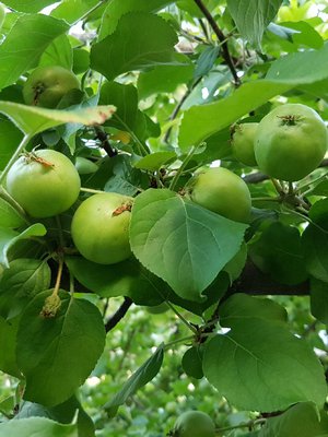 Syyslannoitus auttaa kasveja tekemään satoa ensi kesänäkin.