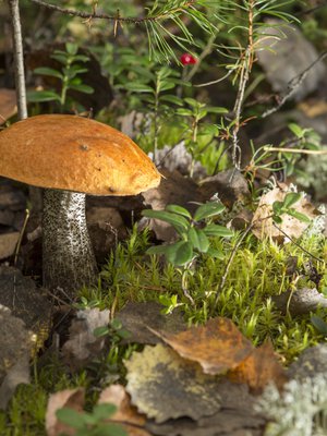 Metsien kätkössä odottaa punikkitatti ja moni muu herkkupala. Kuva: <span class="photographer">Pete Aarre-Ahtio.</span>