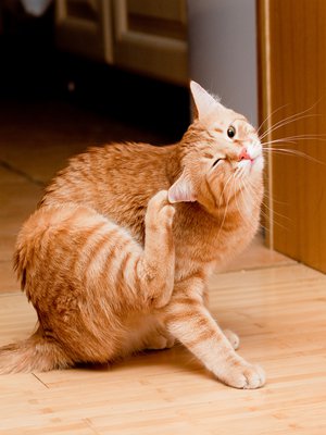 Päänahka reagoi lämpötiloihin aivan niin kuin muukin iho: talvi voi saada sen kutisemaan.