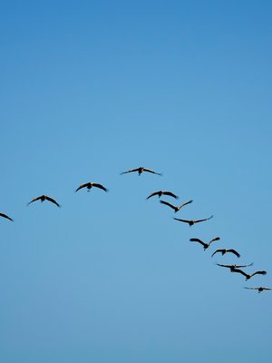 Kurkiaurat lentävät Suomen halki lähiviikkoina.