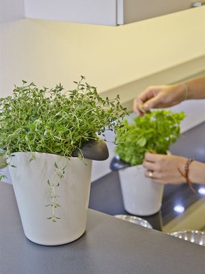Basilika tahtoo altakasteluruukkuun.