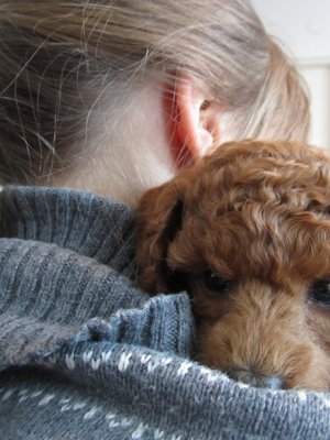 "Sinulla on työsi, vapaa-aikasi ja ystäväsi. Minulla on vain sinut", sanoisi koirasi, jos se osaisi puhua.