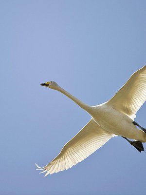 Luontoilta kertoo, mitä tälläkin siivekkäällä on mielessään.