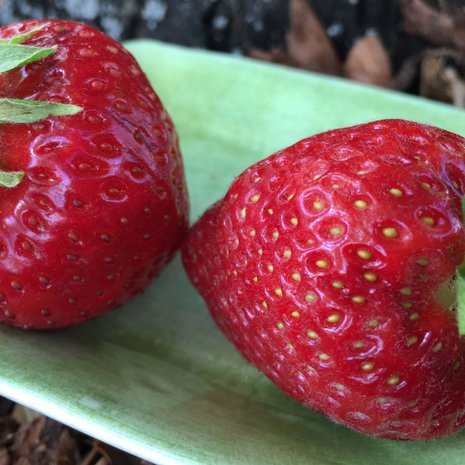 Kun ruotsalainen ja suomalainen mansikka kohtasivat, auringossa kypsynyt voitti ylivoimaisesti.