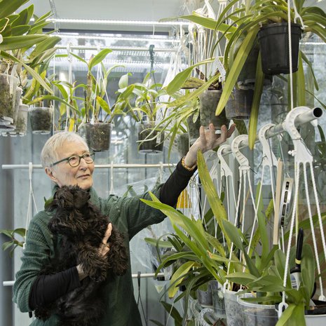 ”Pieni kääpiösnautserin pentu Indy auttaa mielellään istutustöissä. Minä tarkistan, näkyykö nuppuja ja  ovatko juuret kunnossa”, Gunnel kertoo. Ylärivin ja oikean reunan  orkideat ovat lähes kaikki venuksenkenkiä, eli Paphiopedilumeja. Taustalla ja vasemmalla näkyvät ovat  Katleija-sukua.