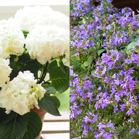Valkoinen jalohortensia ja siniviuhka sopivat hyvin varjossa tai puolivarjossa olevaan penkkiin tai suureen ruukkuun.