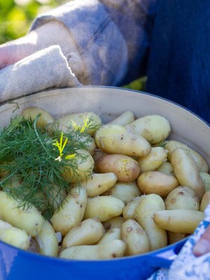 Kattilallinen höyryäviä herkkuperunoita sopii sekä arkeen että juhlaan. Peruna maistuu parhaalta, kun keität sen heti maasta nostamisen jälkeen.
