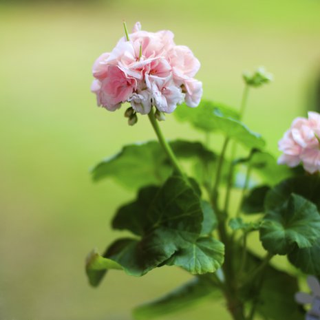 Pelargoni voi talvella kadottaa kauneutensa, mutta herätä ihanaan kukkaloistoon taas ensi kesänä.