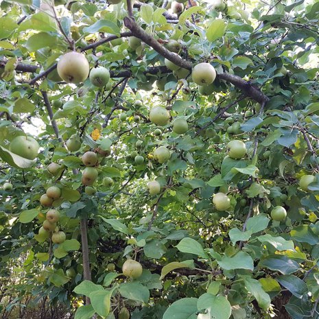 Mihin nämä kaikki saa taas mahtumaan?