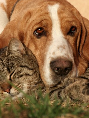 Ihmisille osataan järjestää hautajaisia, mutta miten toimia, kun rakas lemmikki kuolee?