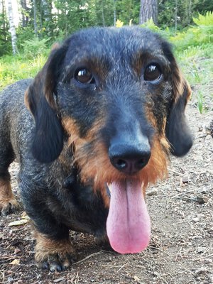 Renen oma helpotuskeino helteellä on hiekkaan kaivettu viileä kuoppa. Karkeakarvainen mäyräkoira viilentää mielellään vatsanalustaan myös kahlailemalla rantavedessä.