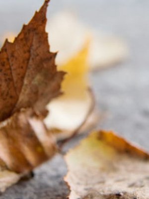 Lehdistä on iloa vielä maahan pudottuaankin.