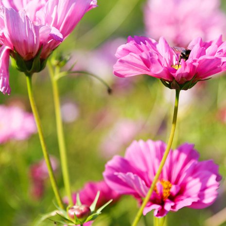 1. <a href="http://www.kokonpuutarha.fi/tuotteet/kesakukat/kosmoskukka/">Kosmoskukka</a> (matalat lajikkeet) Mihin: Aurinkoon tai puolivarjoon