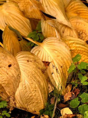 Mitä kuunliljoille tekisi, kun ne alkavat näyttää tältä?