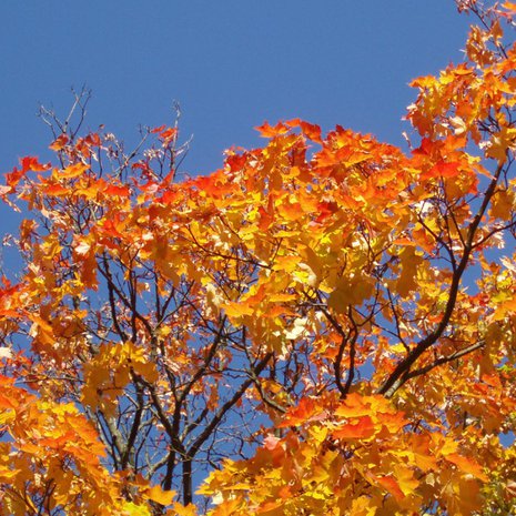 Syksy on Suomessa melkein sietämättömän kaunis.
