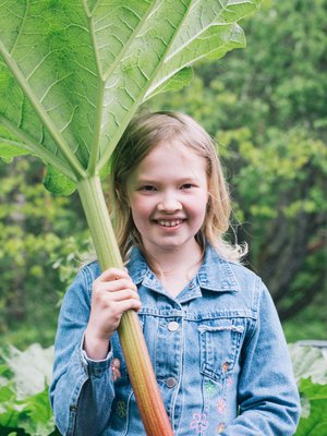 Raparperi ja mansikka kasvavat Orren perheen puutarhassa.