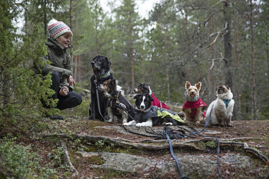 Tuulan Pessi-kissa sekä koirat Halti, Hetta, Ropi, Unna ja Aapa-pentu ovat parasta retkeilyseuraa.