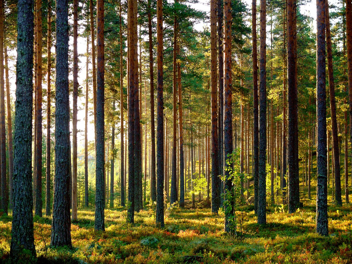 Lapsuuden kesäpäivä tuoksuu vahvasti paahtuneelta, kuivalta mäntykankaalta.