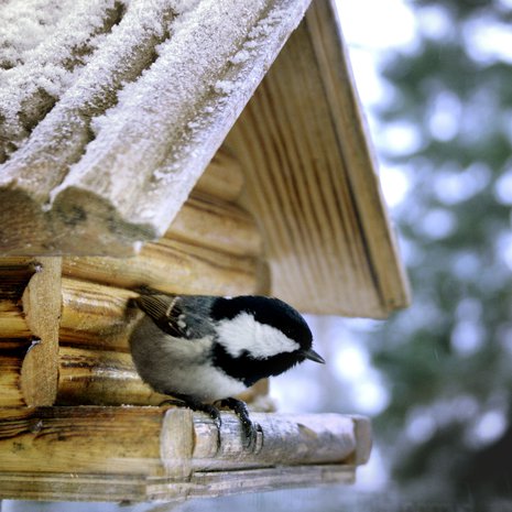 Löytyykös täältä pähkinöitä?