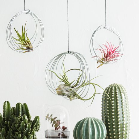 Laiskan kastelijan keidas! Kaunis asetelma syntyy ilmakasveista sekä elävistä ja keraamisista kaktuksista. Tämän helppohoitoisempaa kotipuutarhaa et löydä.