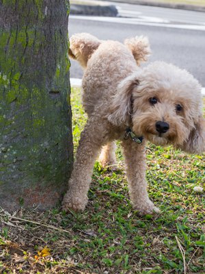 Katsokaapa tätä: pissaan yhtä korkealle kuin saksanpaimenkoira!