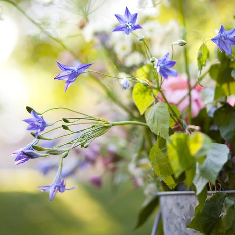 Juhannuksena kukat ovat kauneimmillaan, joten niitä kelpaa poimia kyllä.