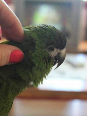 Pieni niskahieronta tekee hyvää kenelle tahansa, myös pikkuara Pikku Myylle.