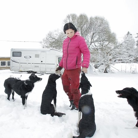 Tanjan kanssa asuntoautossa asuvat hänen bordercolliensa Bingo, Kyy, Nano ja Nuka.