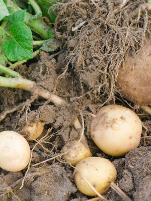 Kyllä kelpaisi poimia tällaisia kullanmuruja jouluaattona!