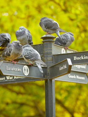 Puistossakin kannattaa Lontoon-matkalla poiketa. Mitä pidemmälle kevät etenee, sitä kivempaa siellä on viettää vaikka piknikkiä!