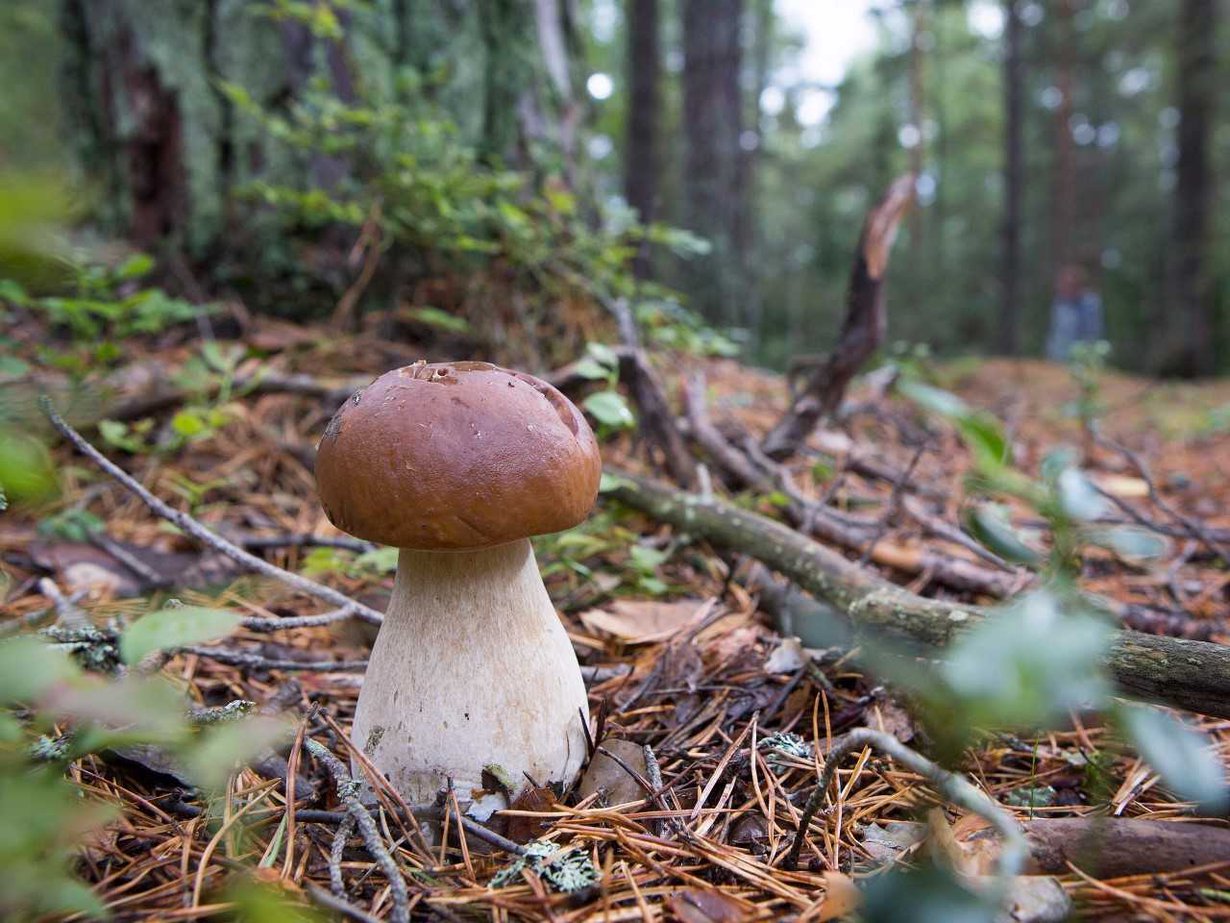 Tämä tässä on herkkutatti, ruokasienten aatelinen. Kasvaisiko se jo lähimetsässäsi? Kuva: Tapio Vanhatalo.