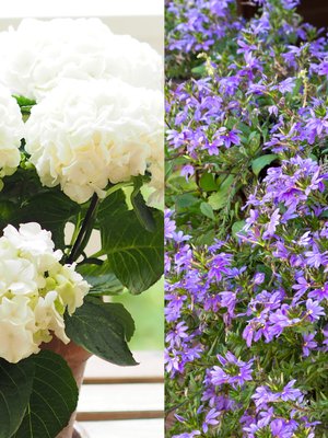 Valkoinen jalohortensia ja siniviuhka sopivat hyvin varjossa tai puolivarjossa olevaan penkkiin tai suureen ruukkuun.