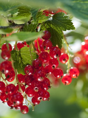 Ahkera herukkapensas tarvitsee kalkkia vähintään joka toinen vuosi.