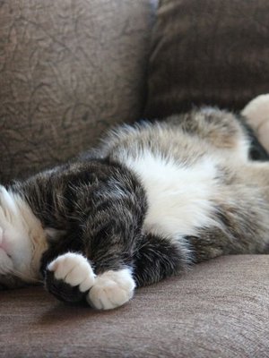 ”Tässä 7-vuotiaan Mikin taidonnäyte, kuinka leppoisasti voi päikkärit ottaa!”