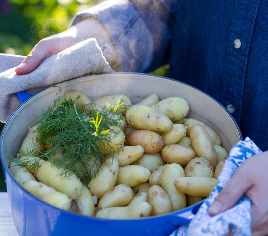 Kattilallinen höyryäviä herkkuperunoita sopii sekä arkeen että juhlaan. Peruna maistuu parhaalta, kun keität sen heti maasta nostamisen jälkeen.