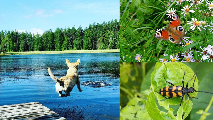 Kesä on täynnä nautintoja ja kauneutta! Ah, pakahduttavan ihanaa!