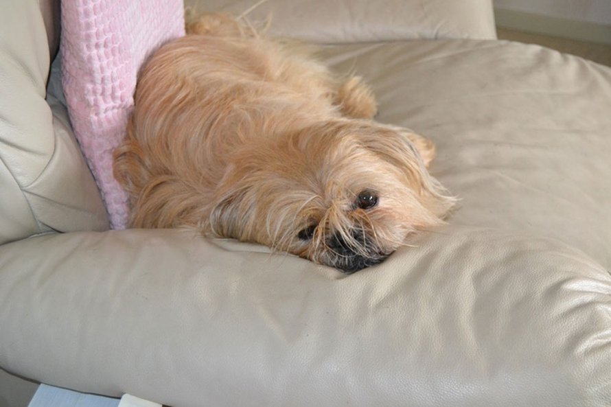 Tessan emo on lhasa apso ja isä mopsi. Amerikassa sekoitus on nimeltään pughasa.