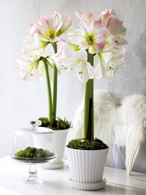 Liika kastelu saa amarylliksen venymään pituutta. Lämpimästä paikasta se pitää.