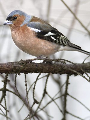 Tämä on siis ihan tuttu. Sehän on tämä, tämä... Kuka tietää?
