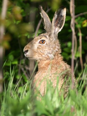 "Nam! Mitäs herkkuja puutarha ensi talvena tarjoakaan?" miettii rusakko.