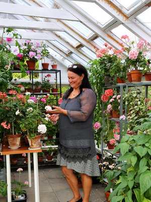 Sirpa Ojalan puoliso Juha rakensi kierrätysmateriaaleista kasvihuoneen. Jossain pelargonien lomassa on myös pari tomaattia. 