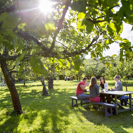 Tukholman risteilyvieras ehtii omenapuiden alle. Kuva: <span class="photographer">Rosendals trädgård.</span>