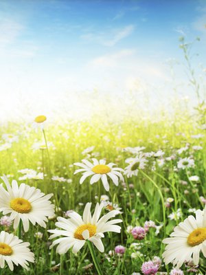 Juhannus on parasta aikaa kukista ennustamiseen.